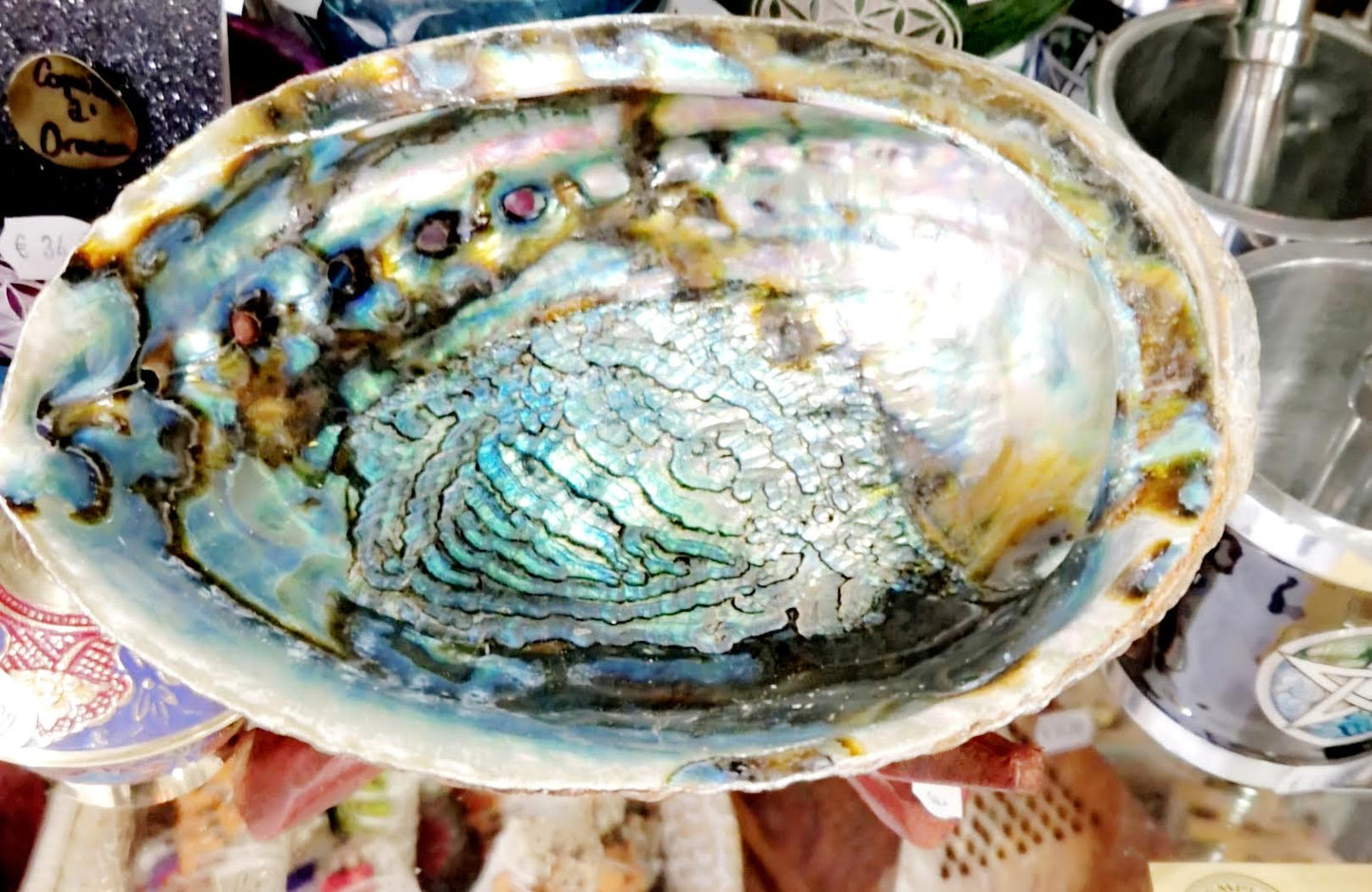 Coquille d’Ormeau Abalone vert XXL Mexique 18x14 cm