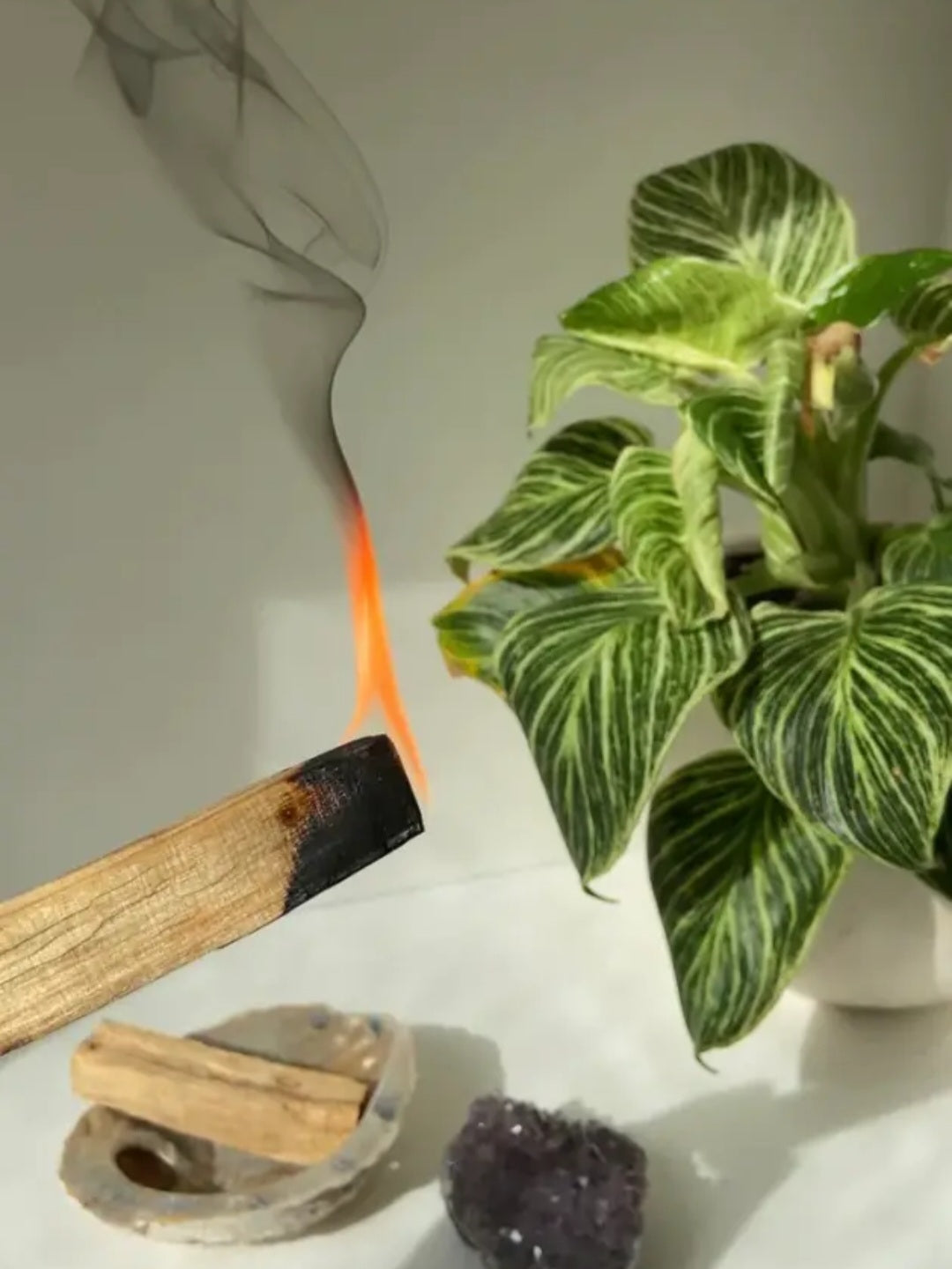 Palo Santo : l'indispensable...