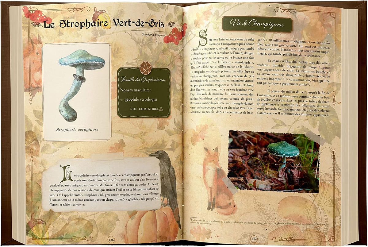 Grimoire de magie forestière, Lyra Ceoltóir